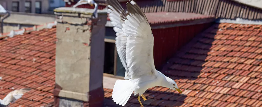 Residential Chimney Animal Removal Solution in St. Clair Shores, MI
